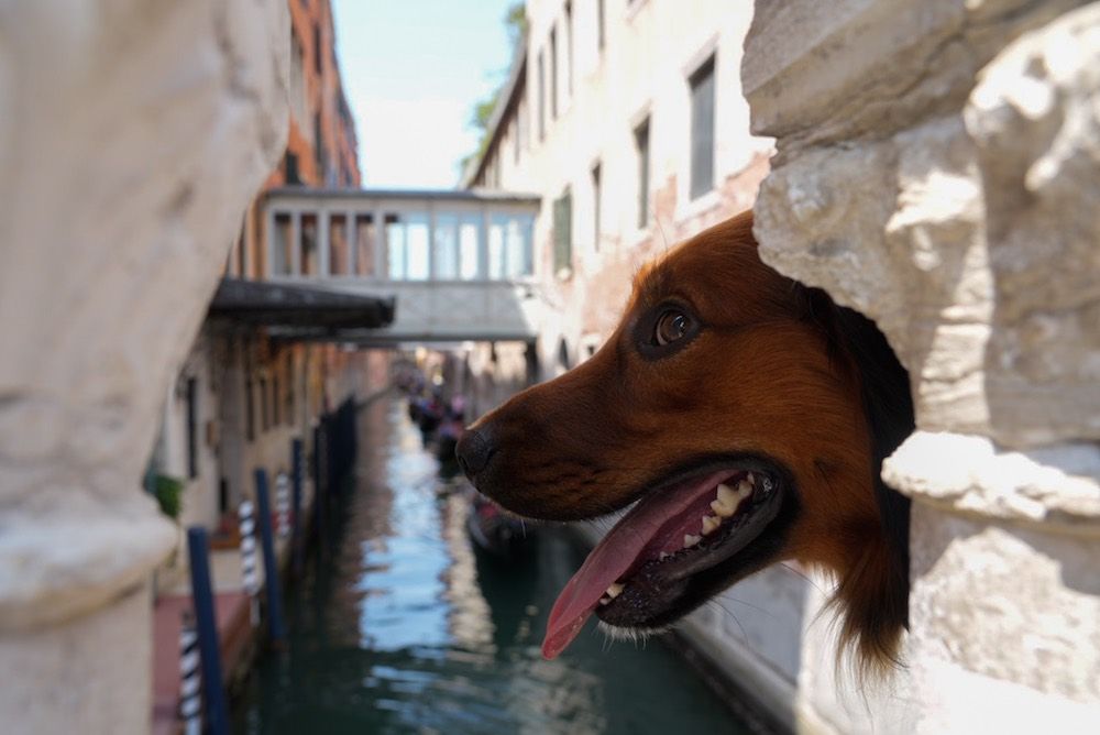 Mis vacaciones en Italia con mi perro