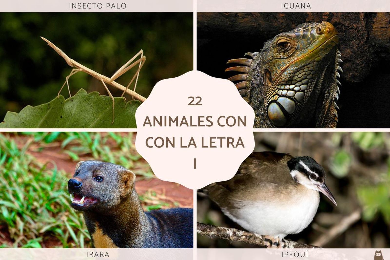 Animales que empiezan con la letra I