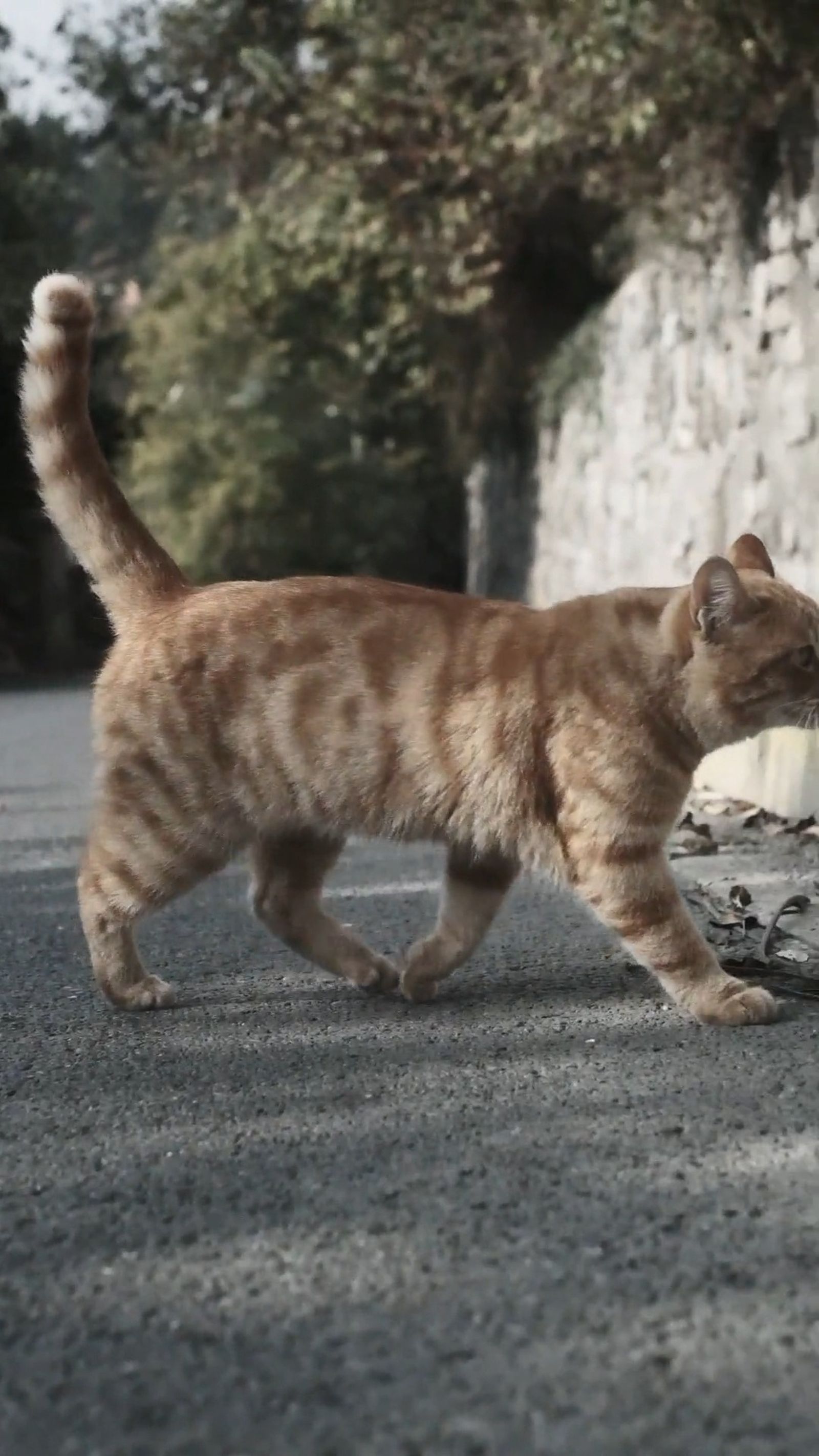 Gato vertical