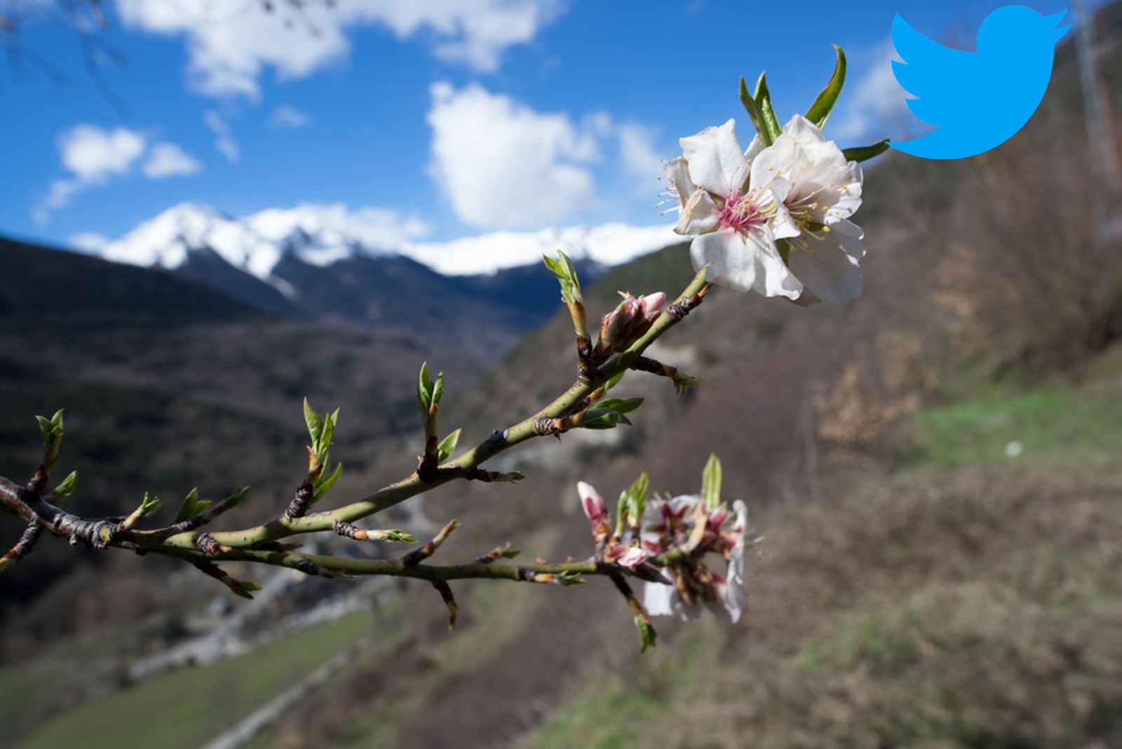 primavera-flor
