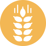 Gluten.png